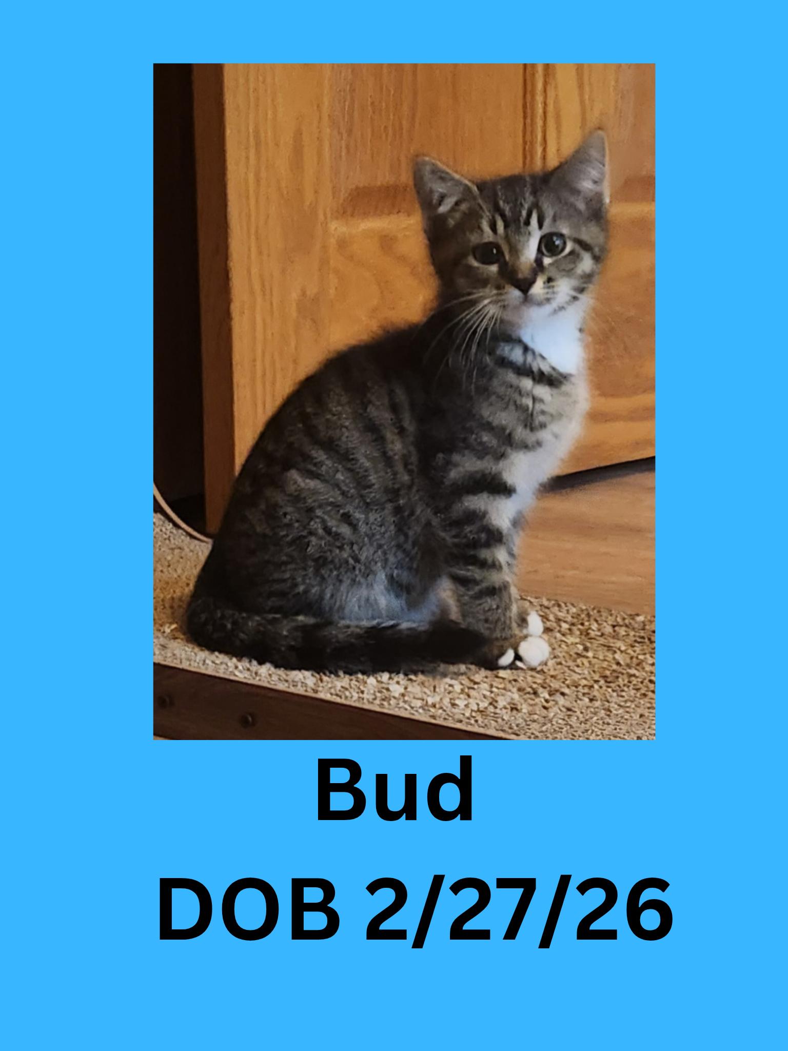 Enlarge Bud, an adopted Domestic Short Hair in Ravenna, OH image 1/1