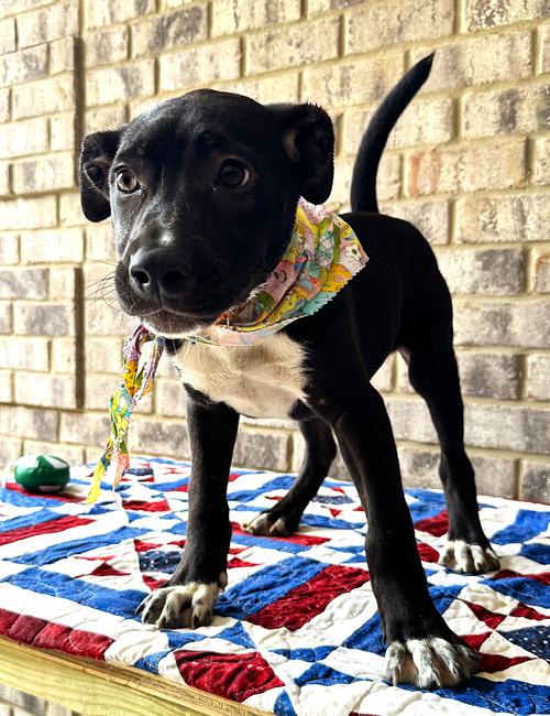 Enlarge Curly, a Adoptable mixed breed in Munford, TN image 1/3