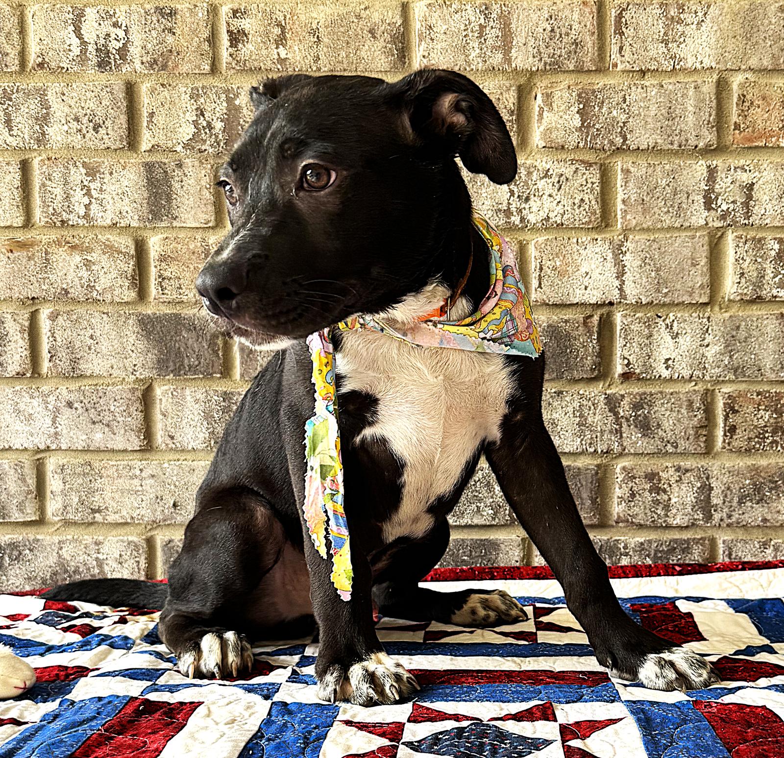Enlarge Curly, a Adoptable mixed breed in Munford, TN image 2/3