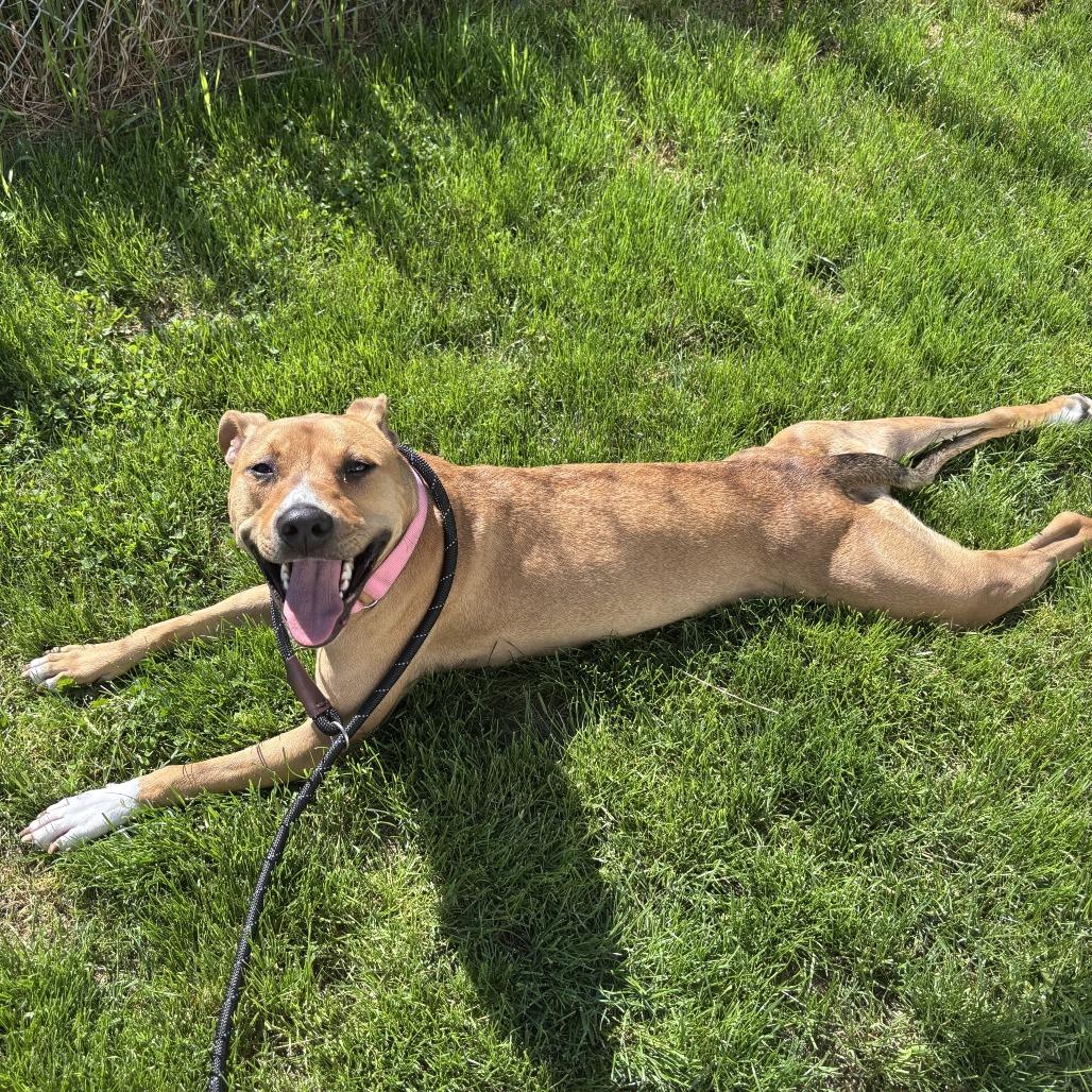 Marlee, Adoptable, Adult Female Mixed Breed.