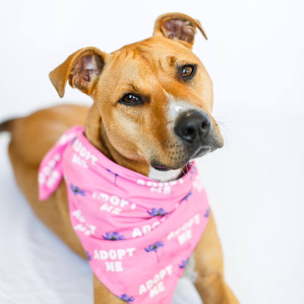 Enlarge Marlee, a Adoptable Mixed Breed in Dover, NH image 2/6