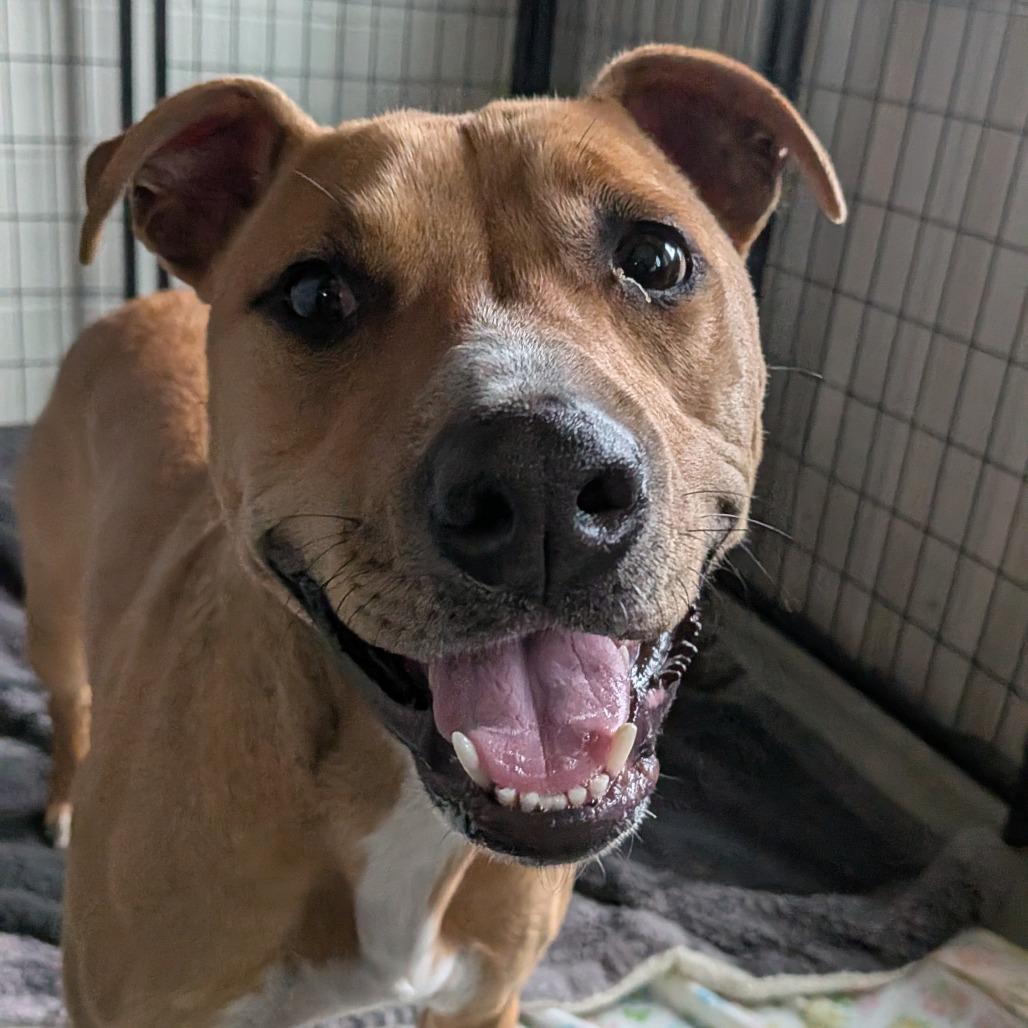 Marlee, a Adoptable Mixed Breed in Dover, NH image 2/6