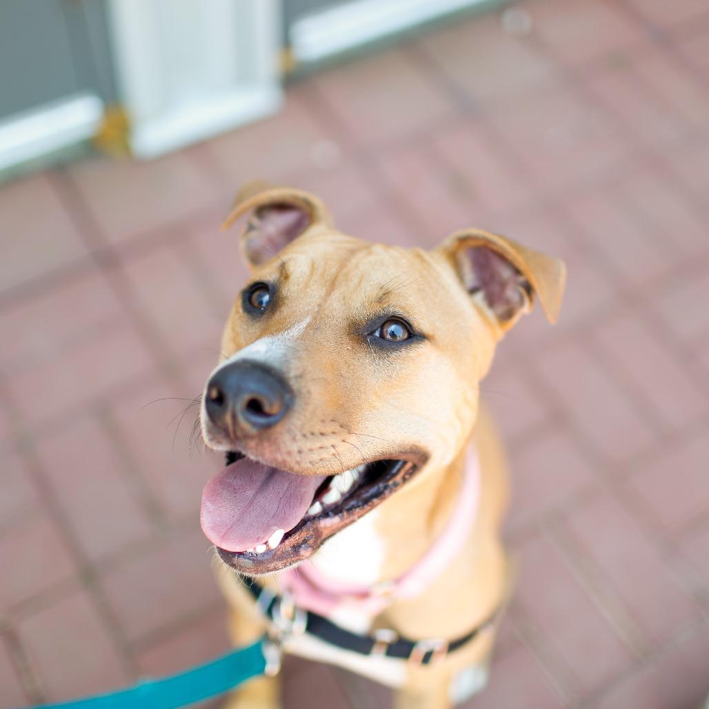 Marlee, a Adoptable Mixed Breed in Dover, NH image 3/6