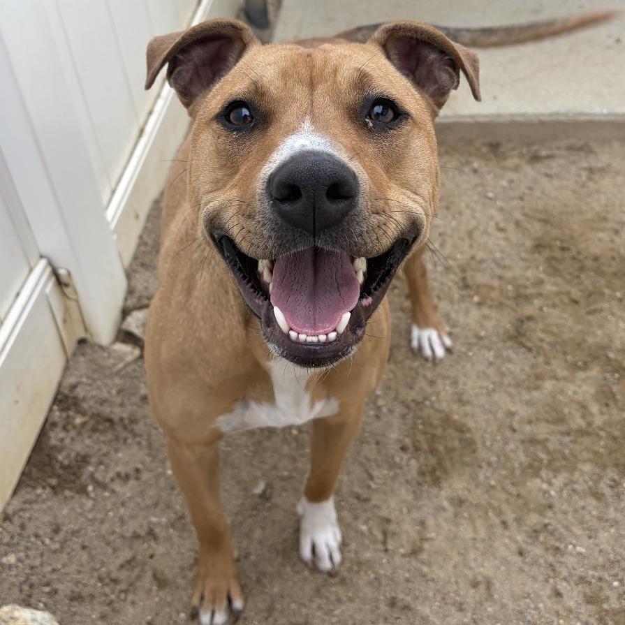 Marlee, a Adoptable Mixed Breed in Dover, NH image 4/6