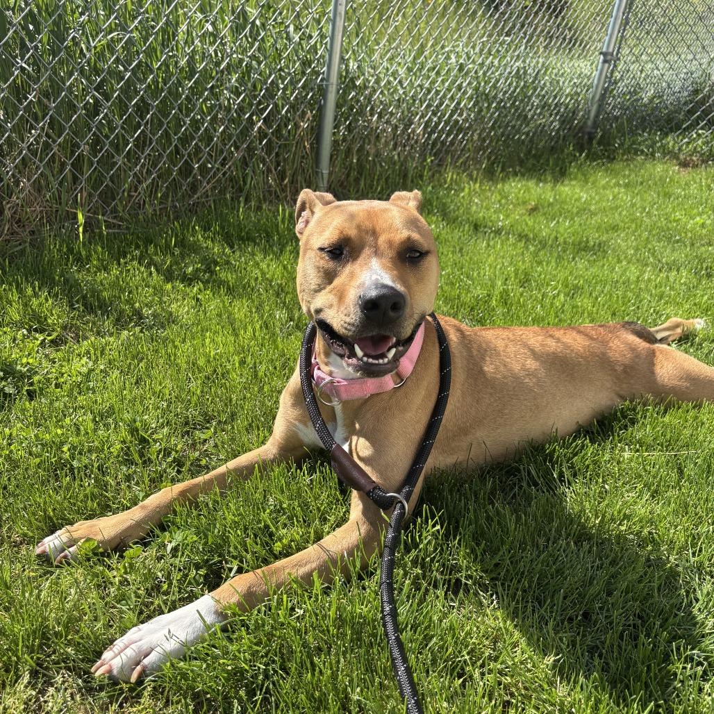 Marlee, a Adoptable Mixed Breed in Dover, NH image 5/6