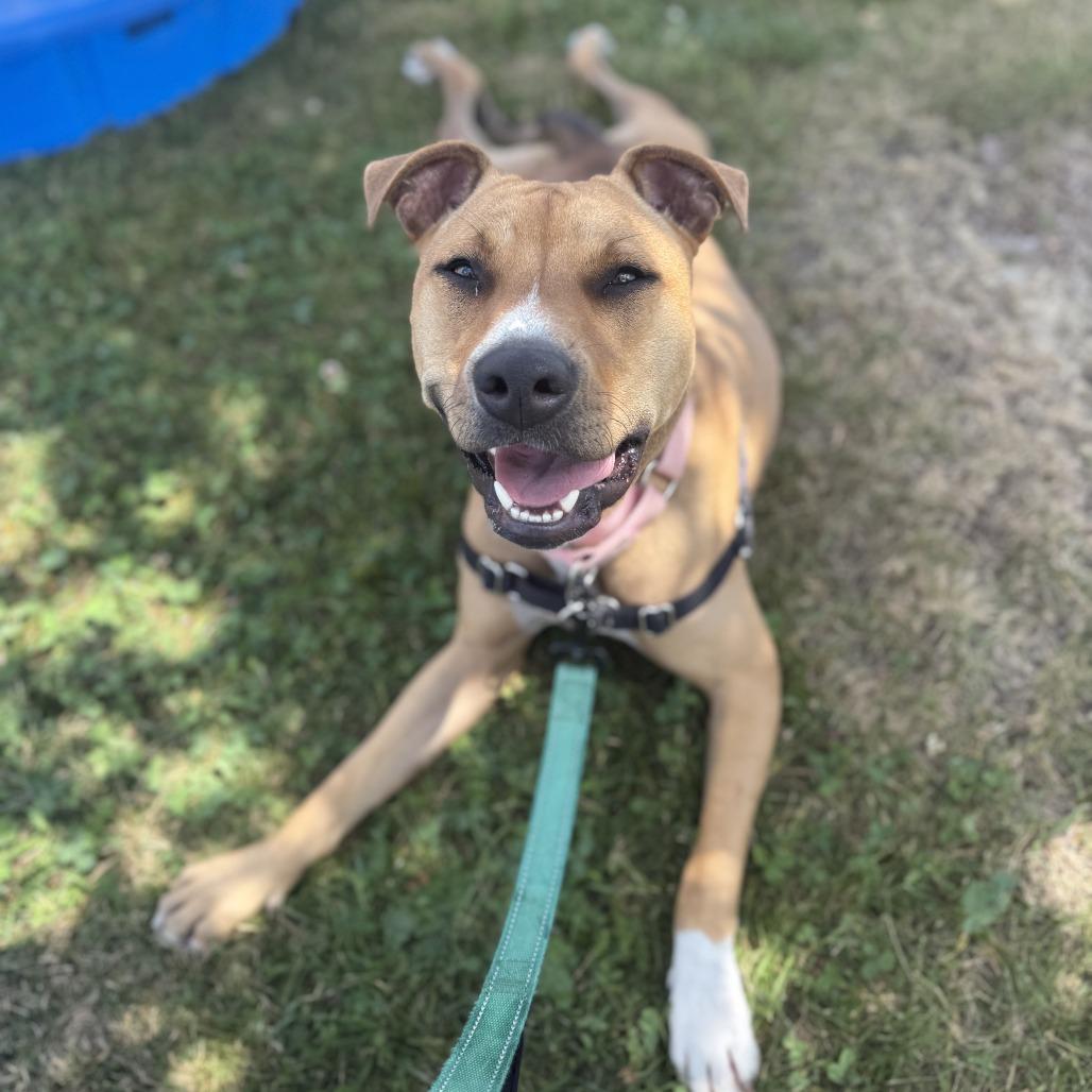 Marlee, a Adoptable Mixed Breed in Dover, NH image 6/6