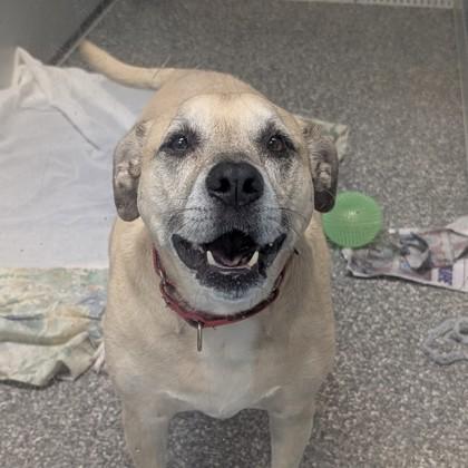 Willow, Adoptable, Adult Female Terrier & Mixed Breed.