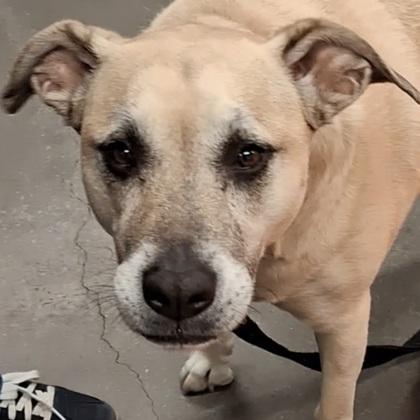 Willow, Adoptable, Adult Female Terrier & Mixed Breed.