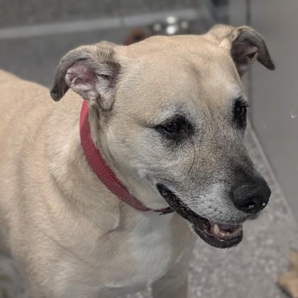 Willow, a Adoptable mixed breed in Voorhees, NJ image 2/3