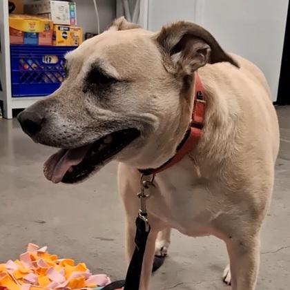 Willow, a Adoptable mixed breed in Voorhees, NJ image 3/3