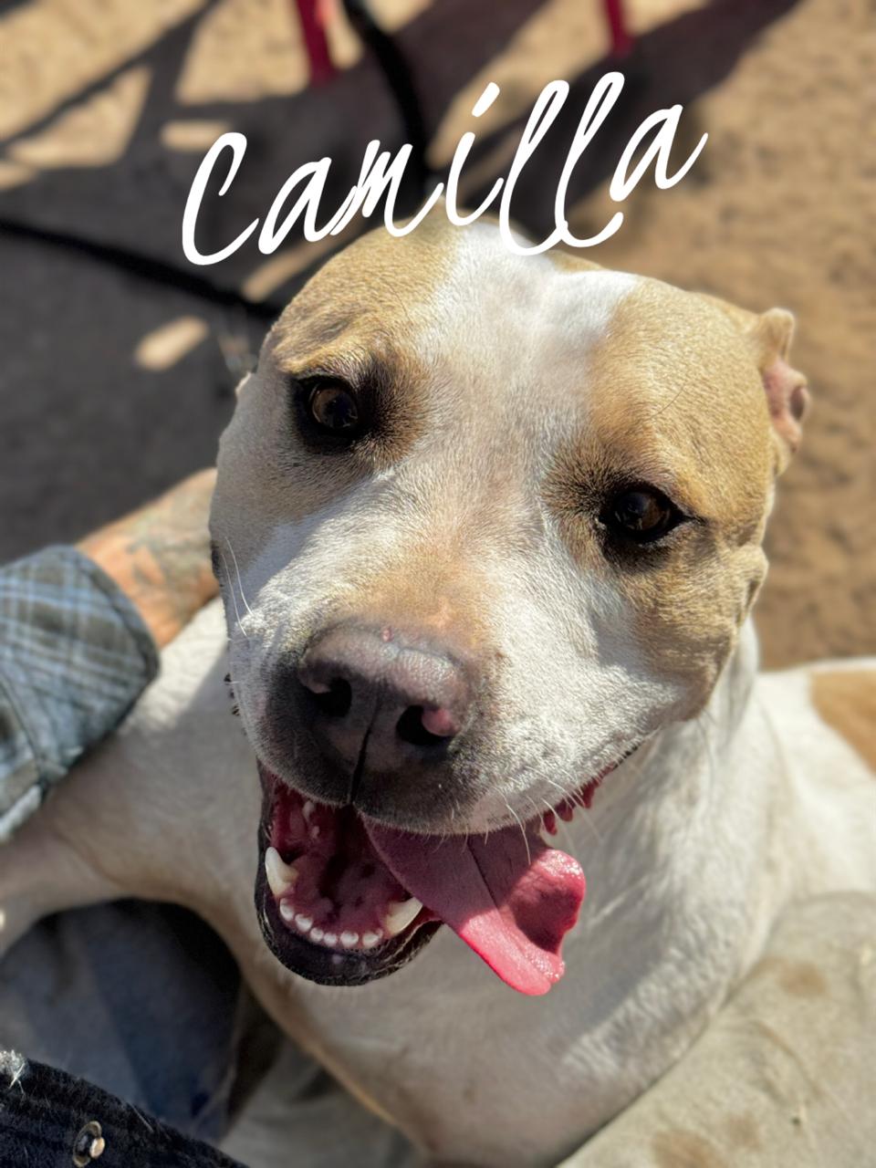 Camilla, Adoptable, Adult Female American Staffordshire Terrier.