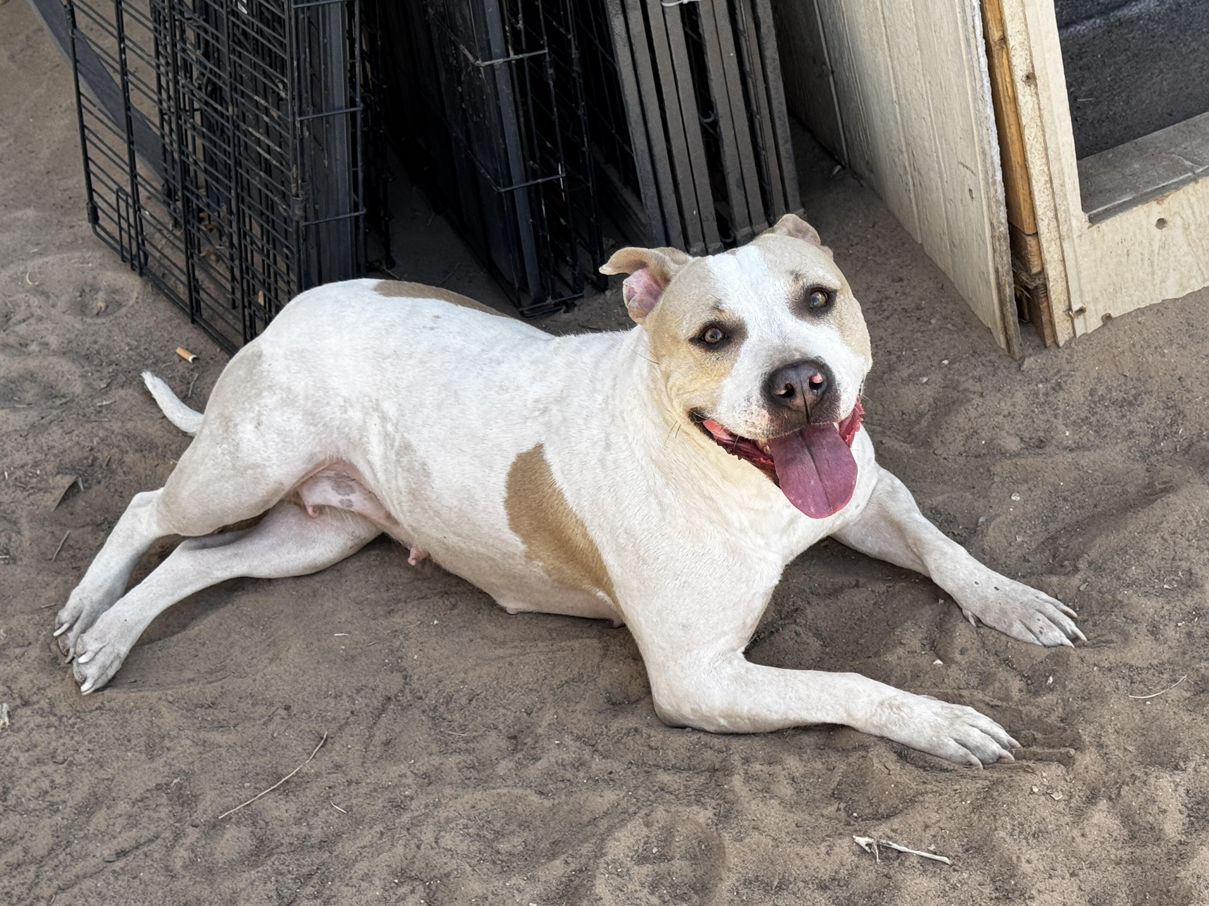 Camilla, a Adoptable mixed breed in Levelland, TX image 4/4