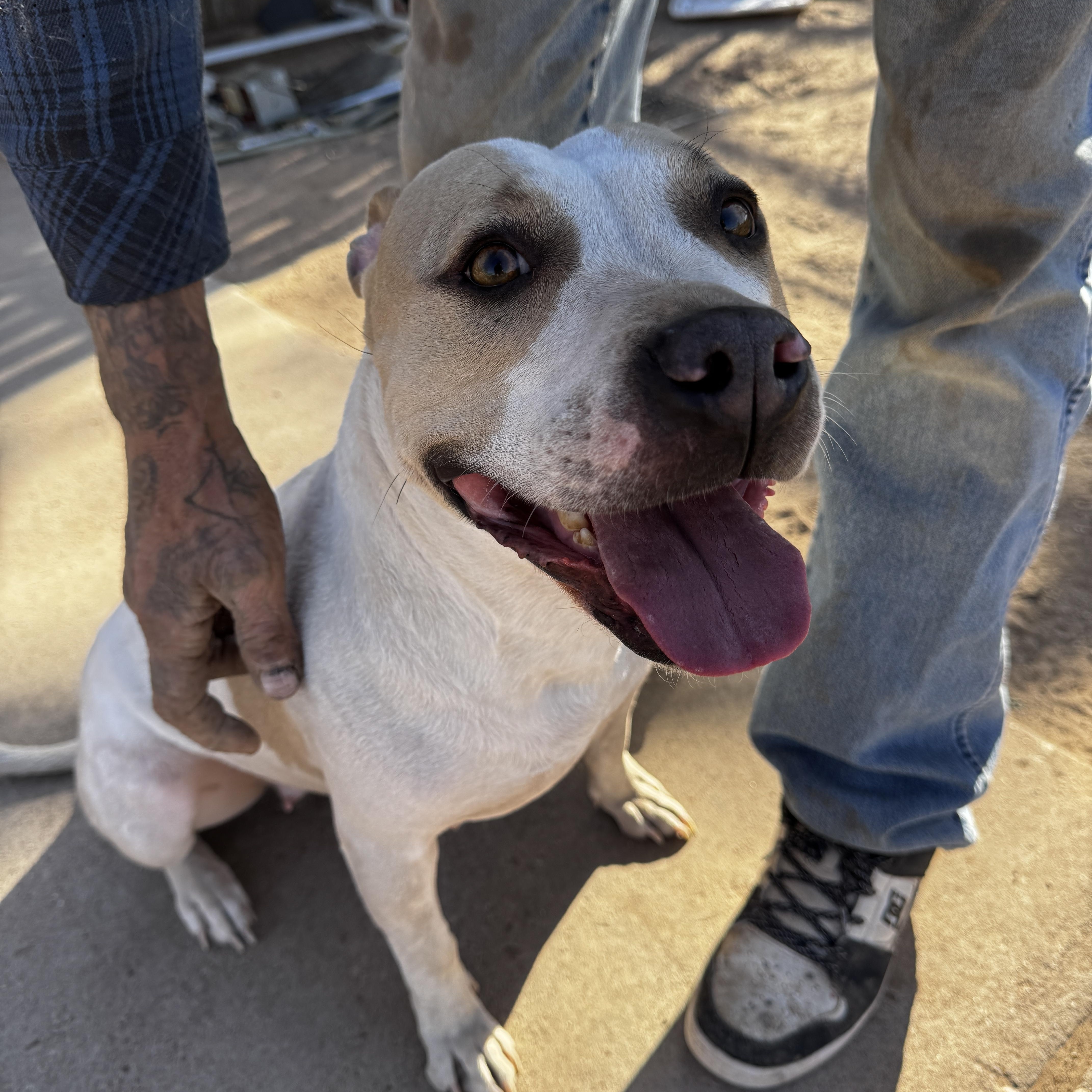 Camilla, a Adoptable mixed breed in Levelland, TX image 2/4