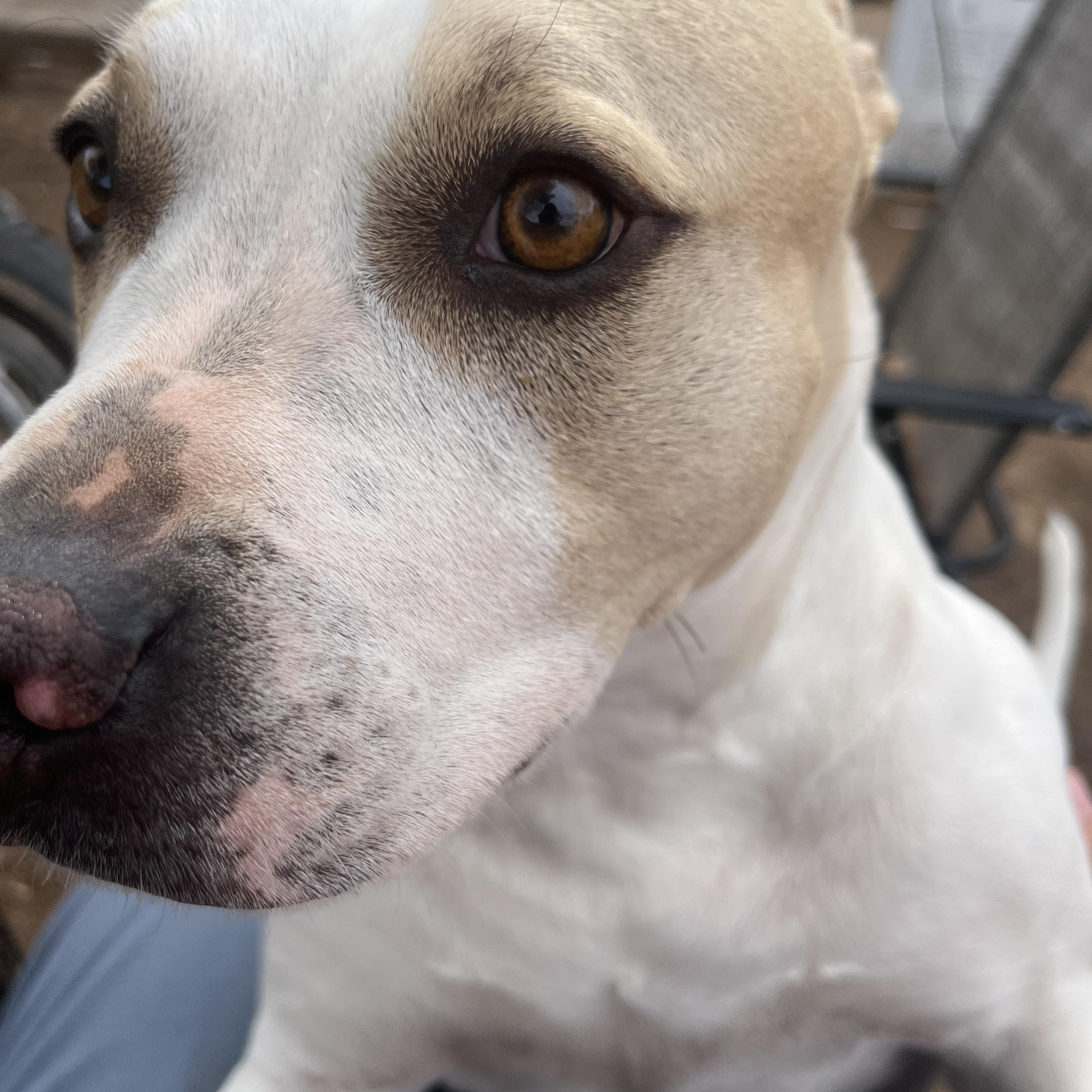 Camilla, a Adoptable mixed breed in Levelland, TX image 3/4