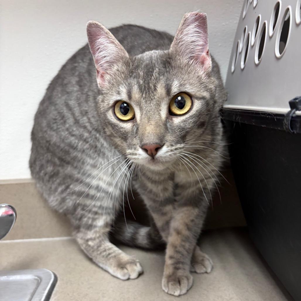 Smokey, Adoptable, Young Female Domestic Short Hair.