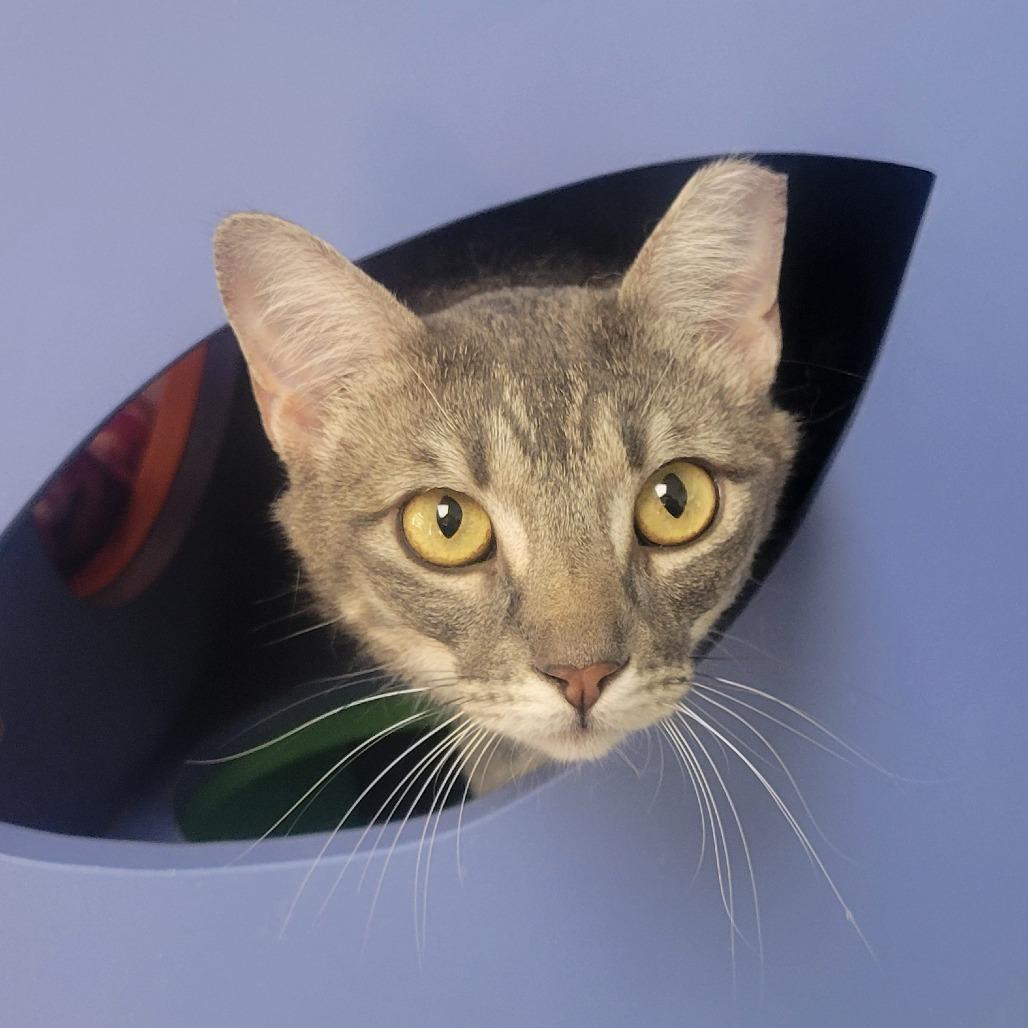 Smokey, a Adoptable Domestic Short Hair in Albuquerque, NM image 2/2