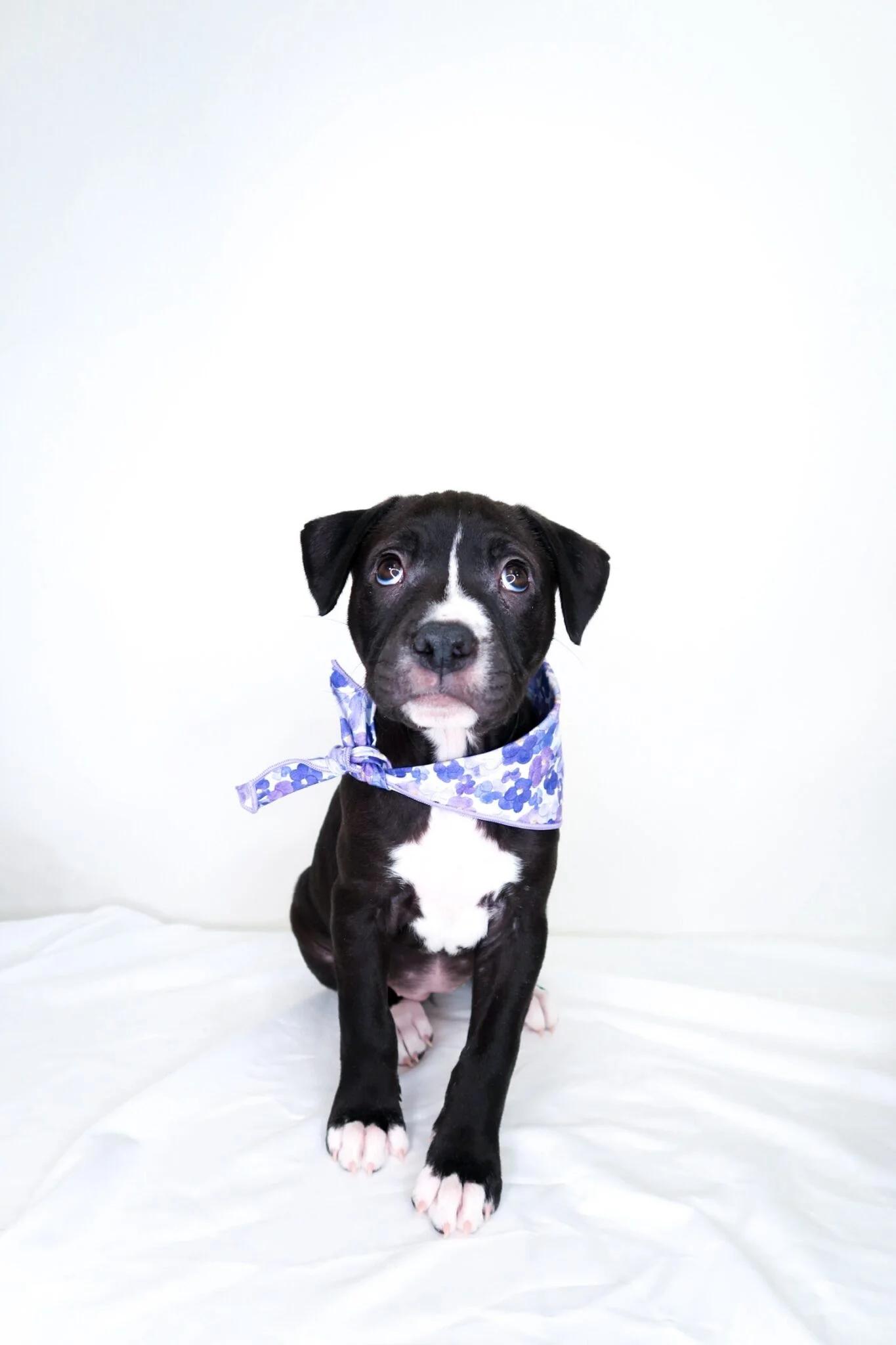 Enlarge Sabrina, a Adoptable Pit Bull Terrier in Bixby, OK image 3/5