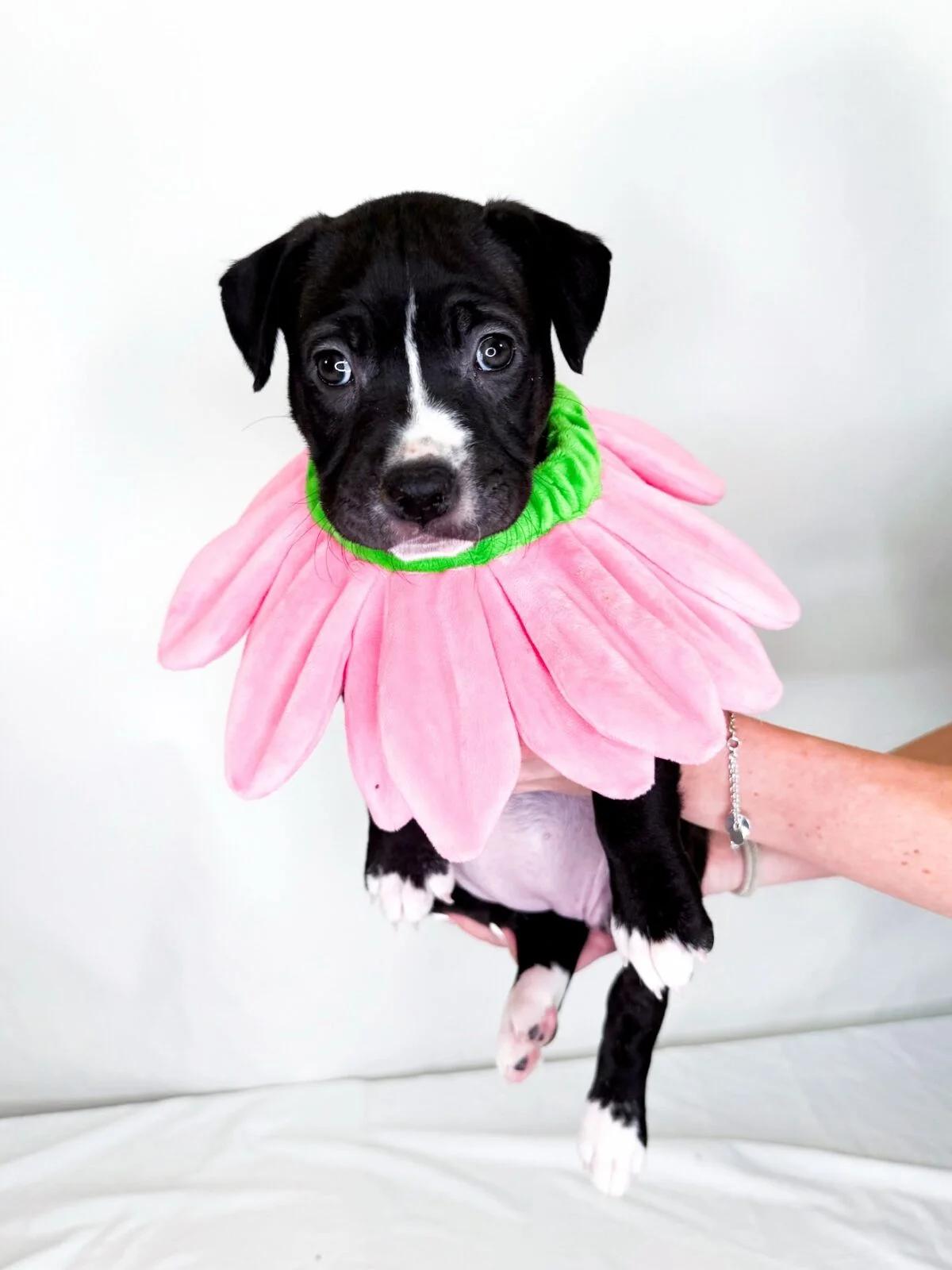 Enlarge Sabrina, a Adoptable Pit Bull Terrier in Bixby, OK image 5/5