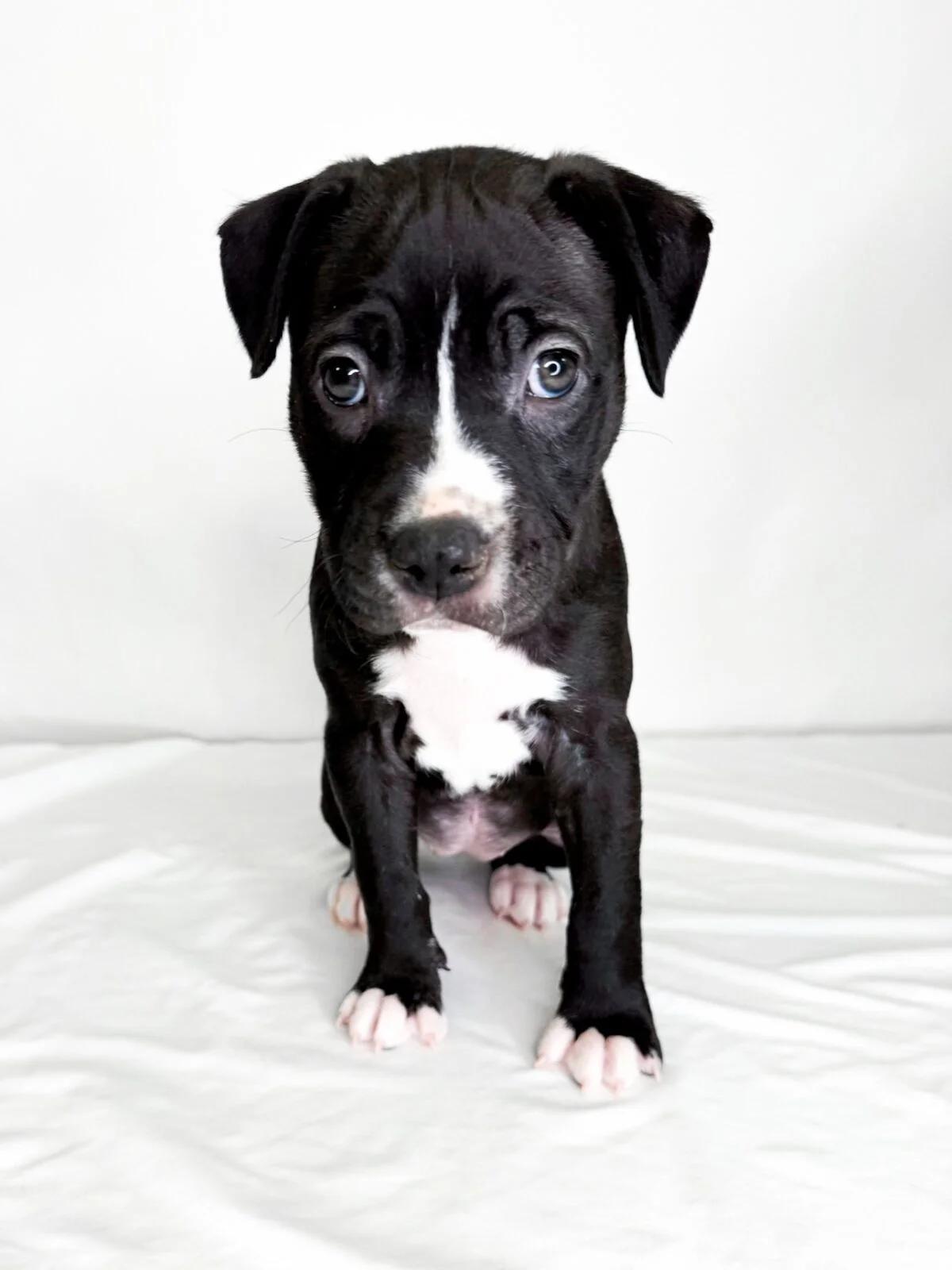 Enlarge Sabrina, a Adoptable Pit Bull Terrier in Bixby, OK image 4/5