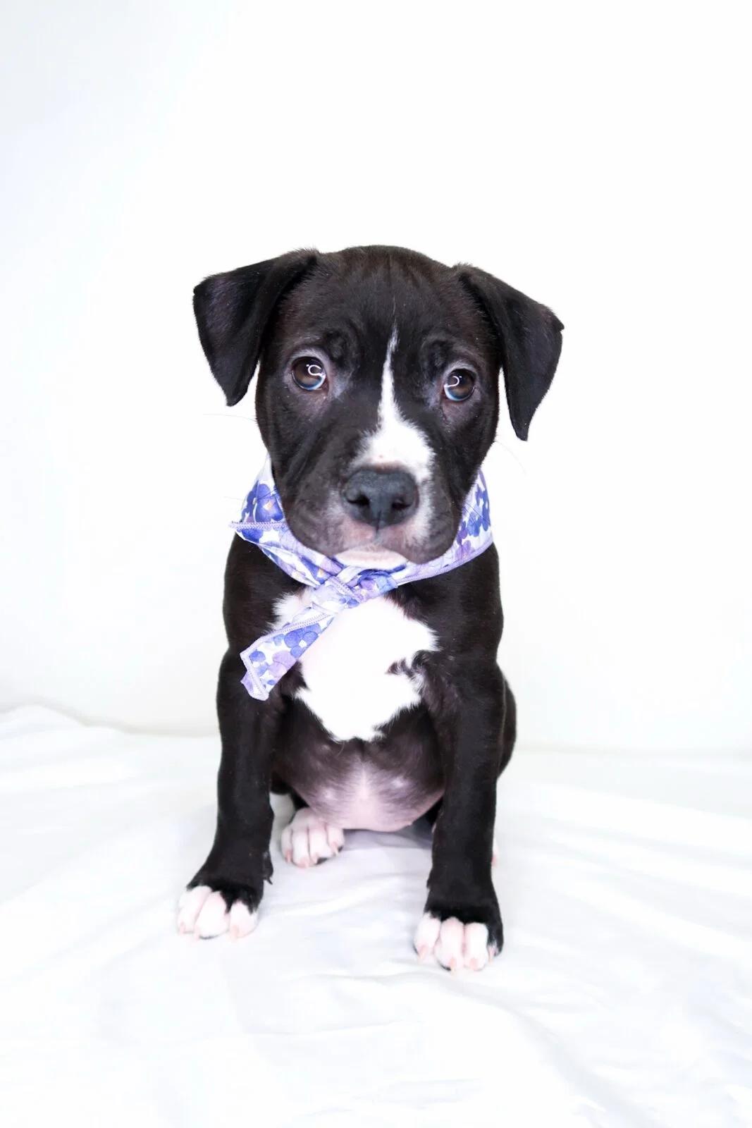 Enlarge Sabrina, a Adoptable Pit Bull Terrier in Bixby, OK image 1/5