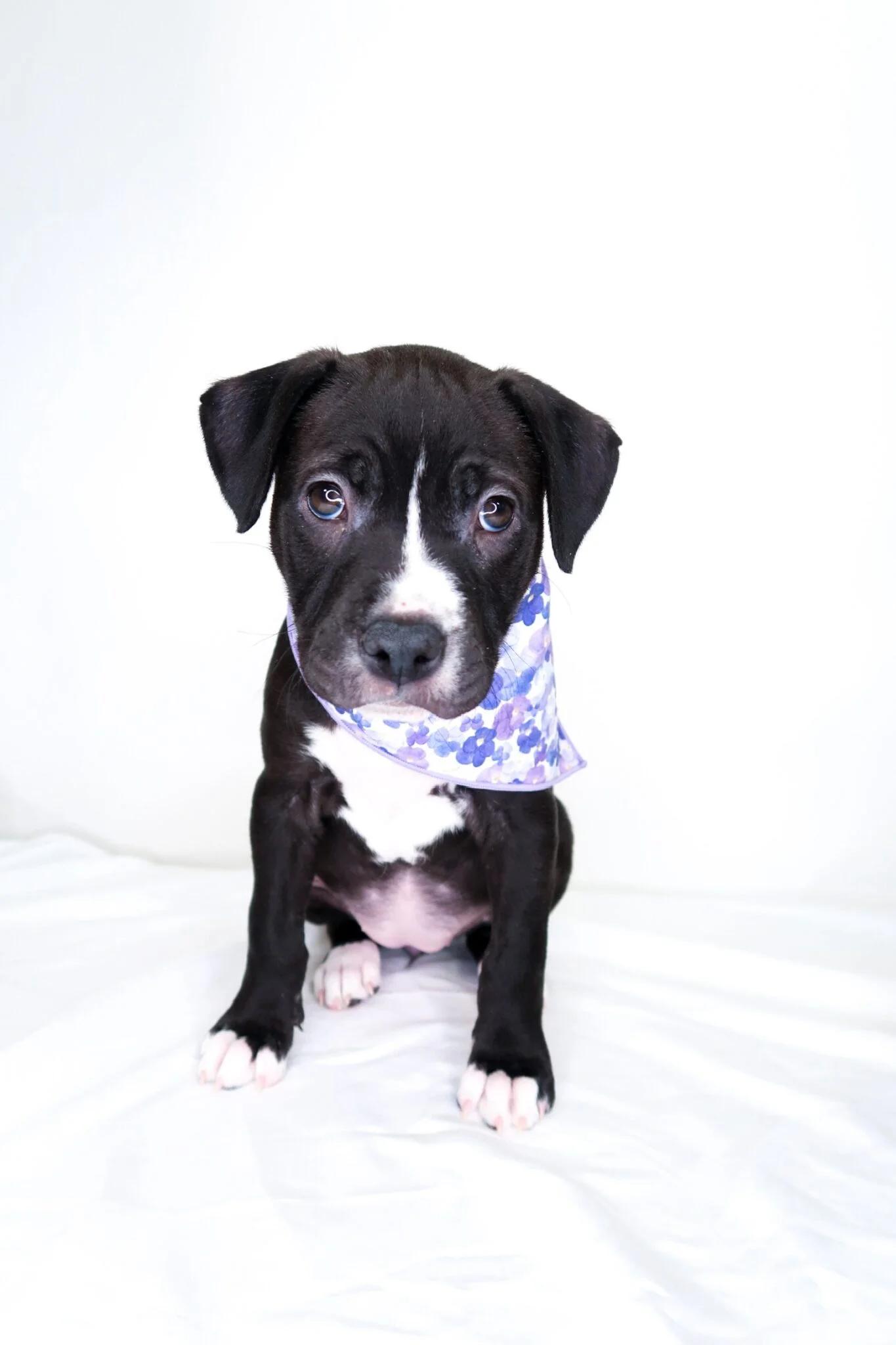 Enlarge Sabrina, a Adoptable Pit Bull Terrier in Bixby, OK image 2/5