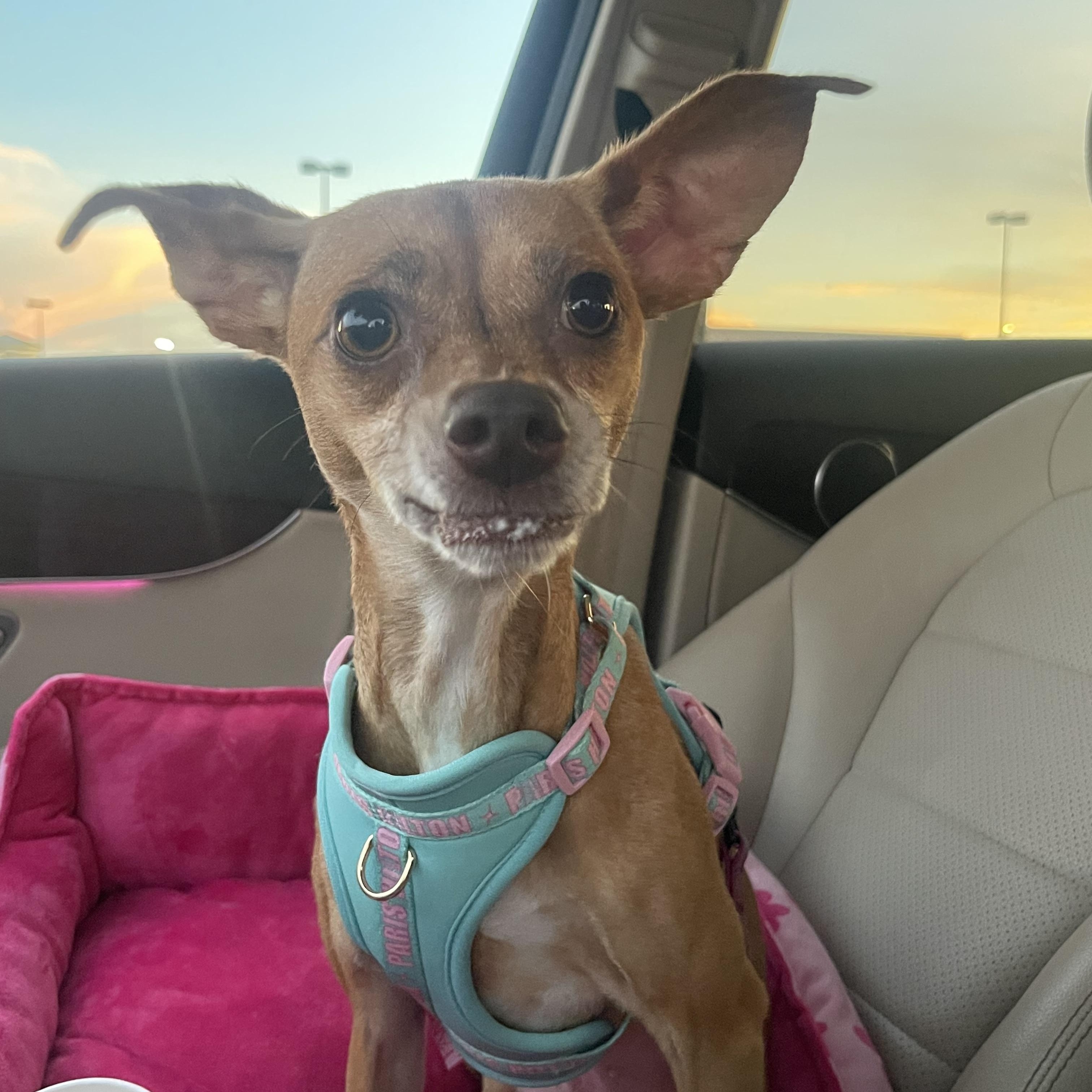 Barbie, Adoptable, Adult Female Chihuahua.