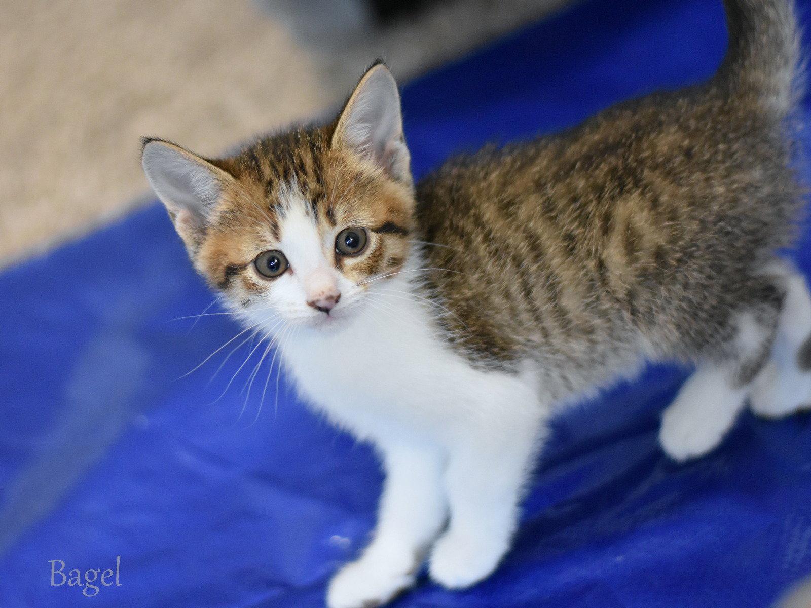 Bagel, Adopted, Kitten Female Domestic Medium Hair.