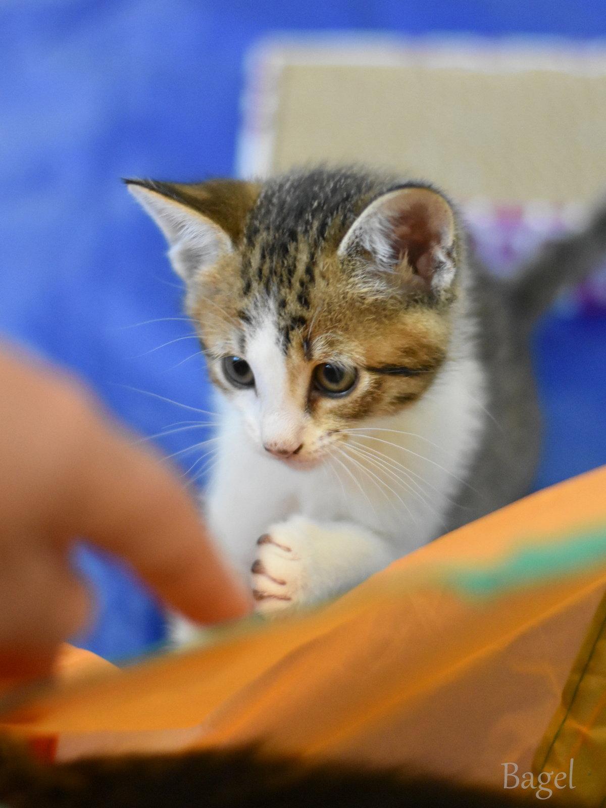 Bagel, a Adopted Domestic Medium Hair in Montgomery, TX image 2/3