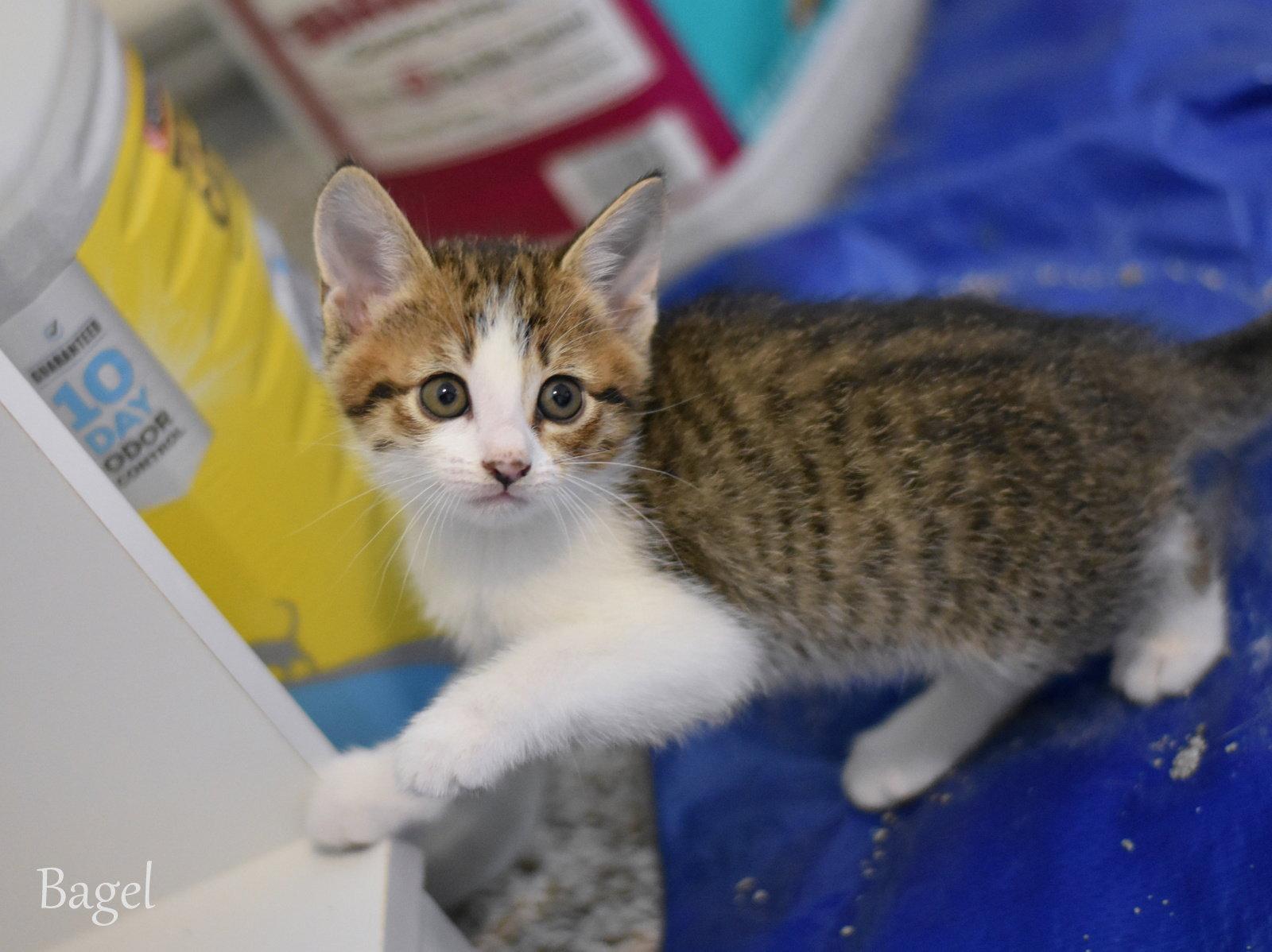 Bagel, a Adopted Domestic Medium Hair in Montgomery, TX image 3/3