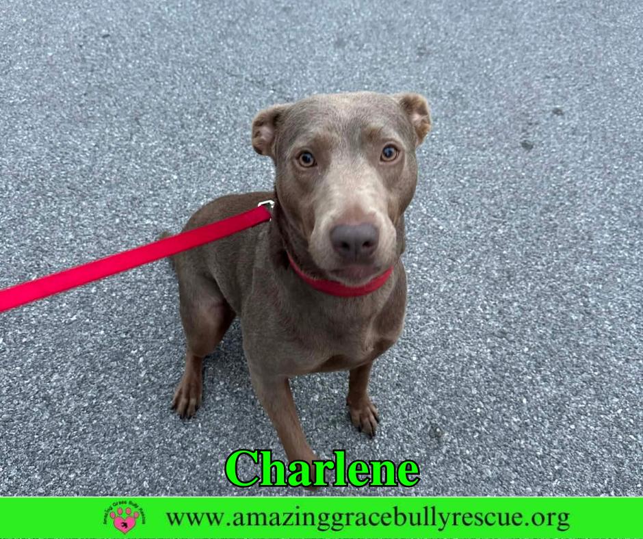 Charlene (Char), Adoptable, Adult Female Labrador Retriever.
