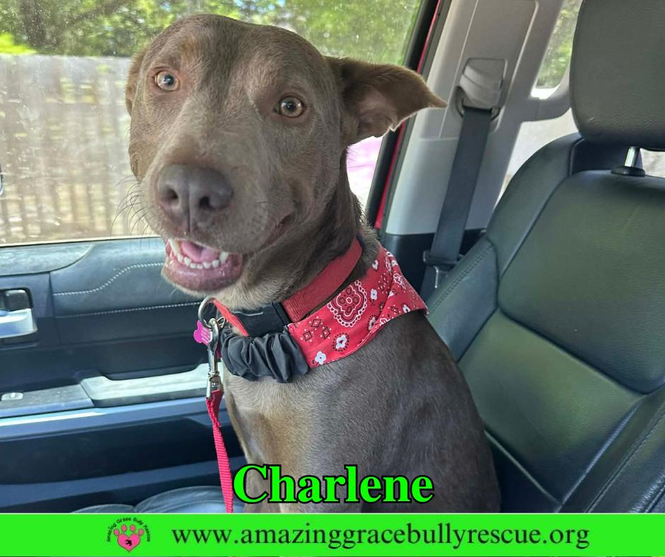 Charlene (Char), a Adoptable Labrador Retriever in Pensacola, FL image 2/3