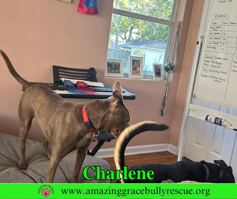 Charlene (Char), a Adoptable Labrador Retriever in Pensacola, FL image 3/3
