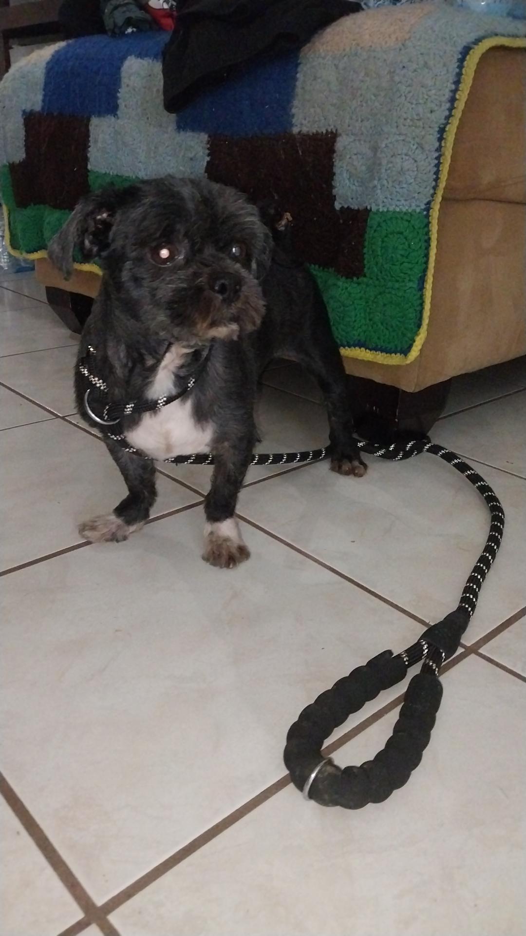 Enlarge Jax, an adopted Shih Tzu in Huntington, NY image 2/5