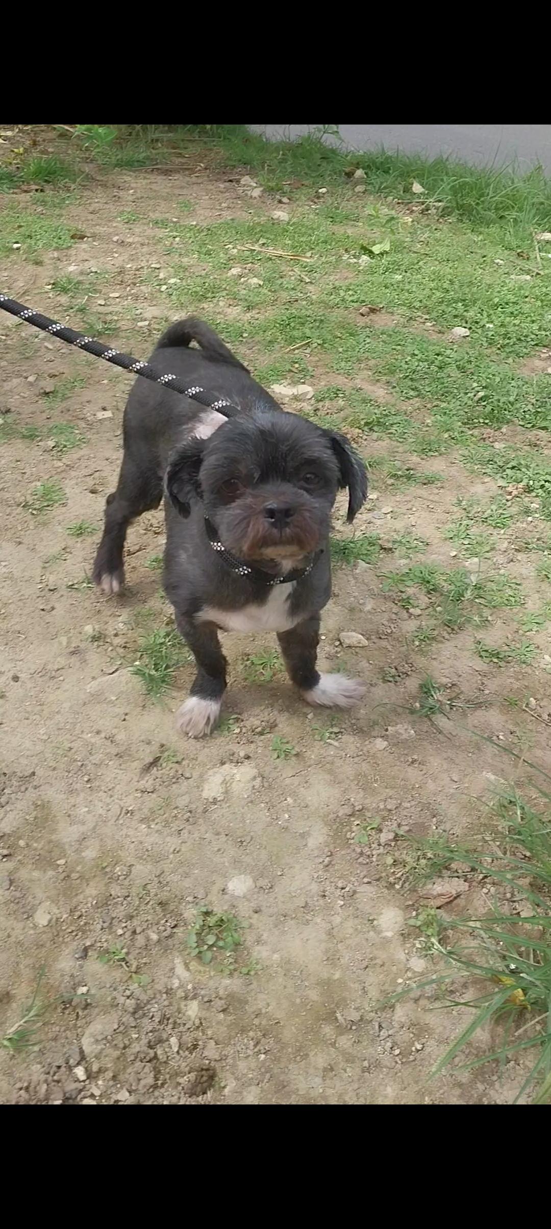 Enlarge Jax, an adopted Shih Tzu in Huntington, NY image 1/5