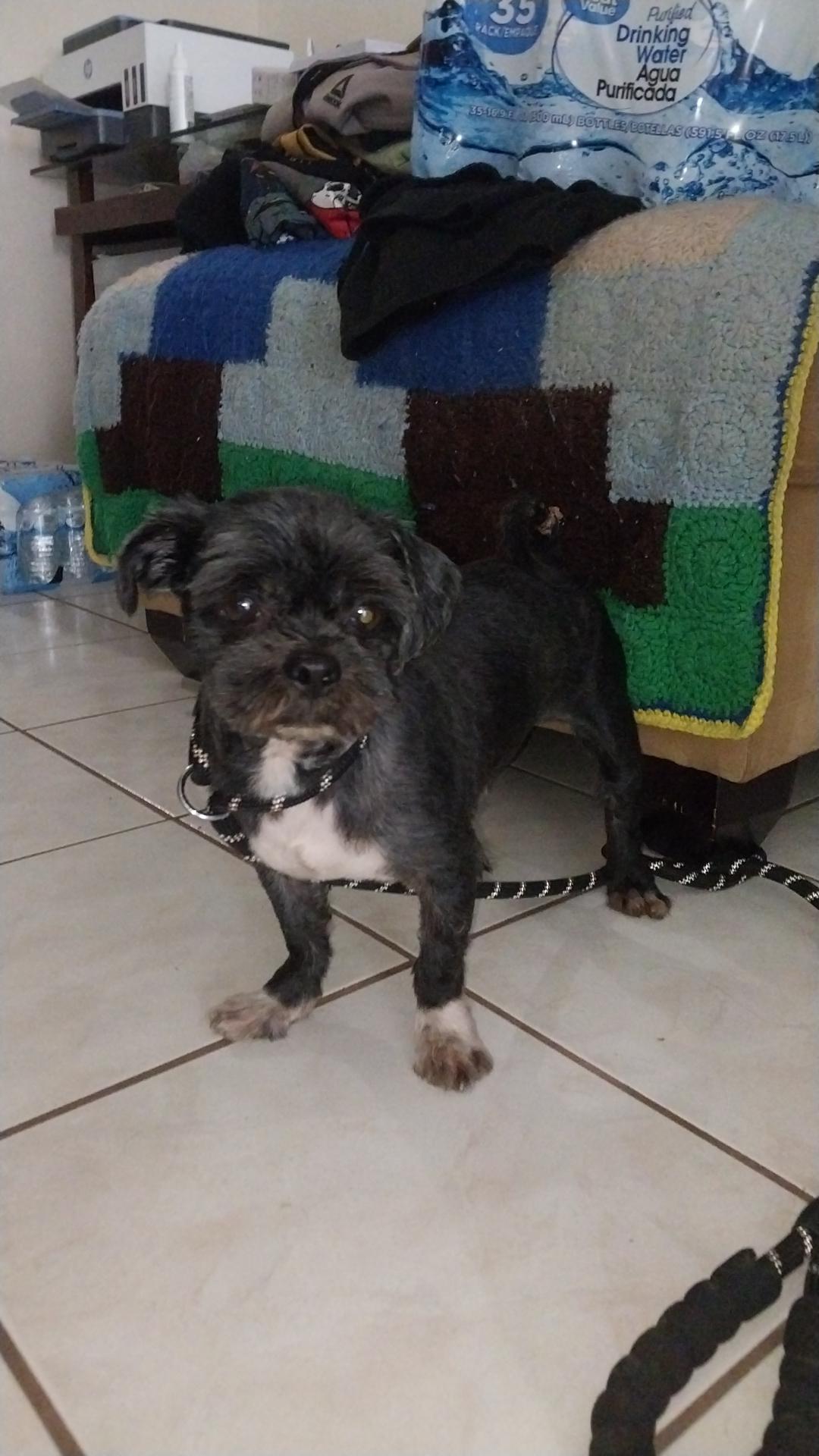 Enlarge Jax, an adopted Shih Tzu in Huntington, NY image 5/5