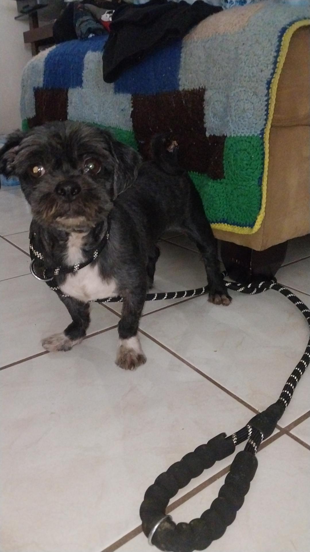 Enlarge Jax, an adopted Shih Tzu in Huntington, NY image 4/5