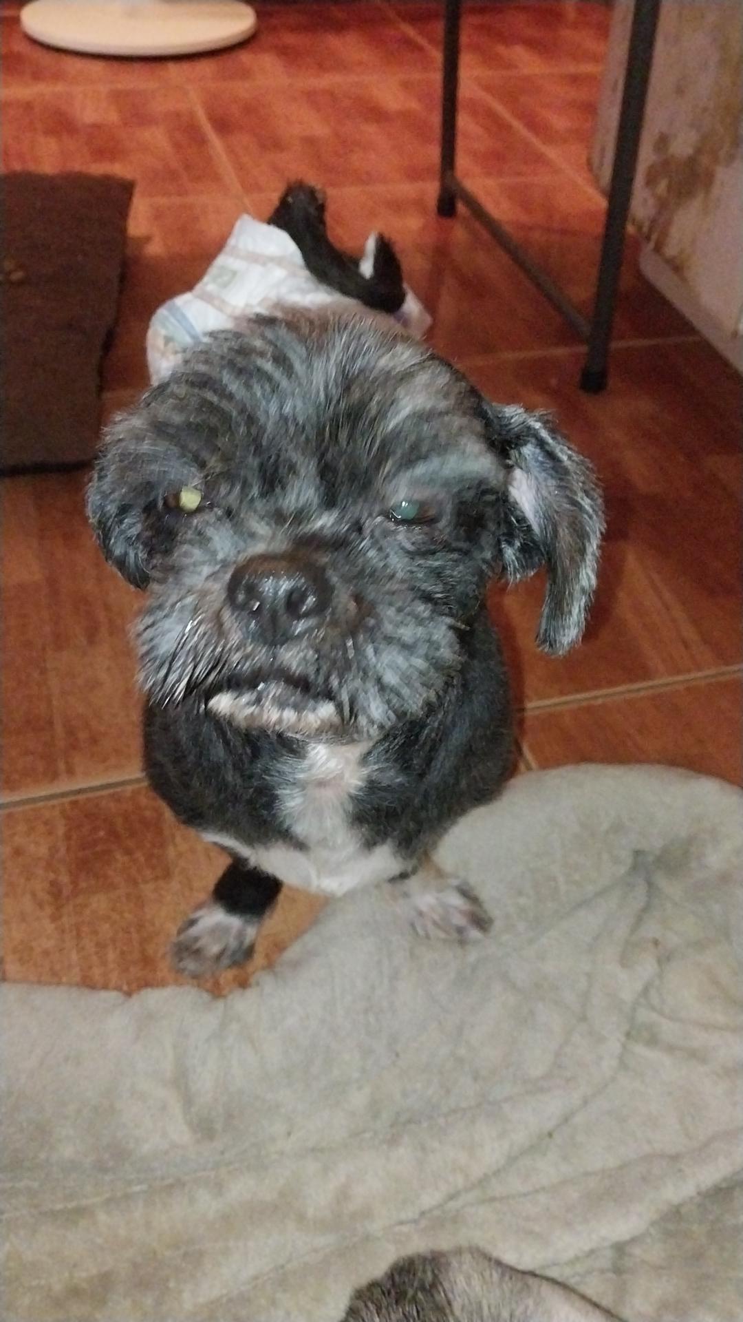 Enlarge Jax, an adopted Shih Tzu in Huntington, NY image 3/5