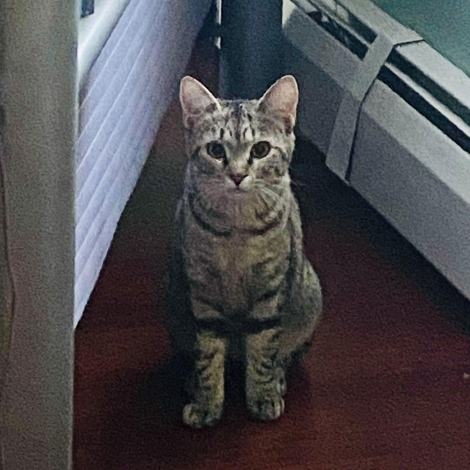 Felicity, a Adoptable Domestic Short Hair in Winchendon, MA image 1/2