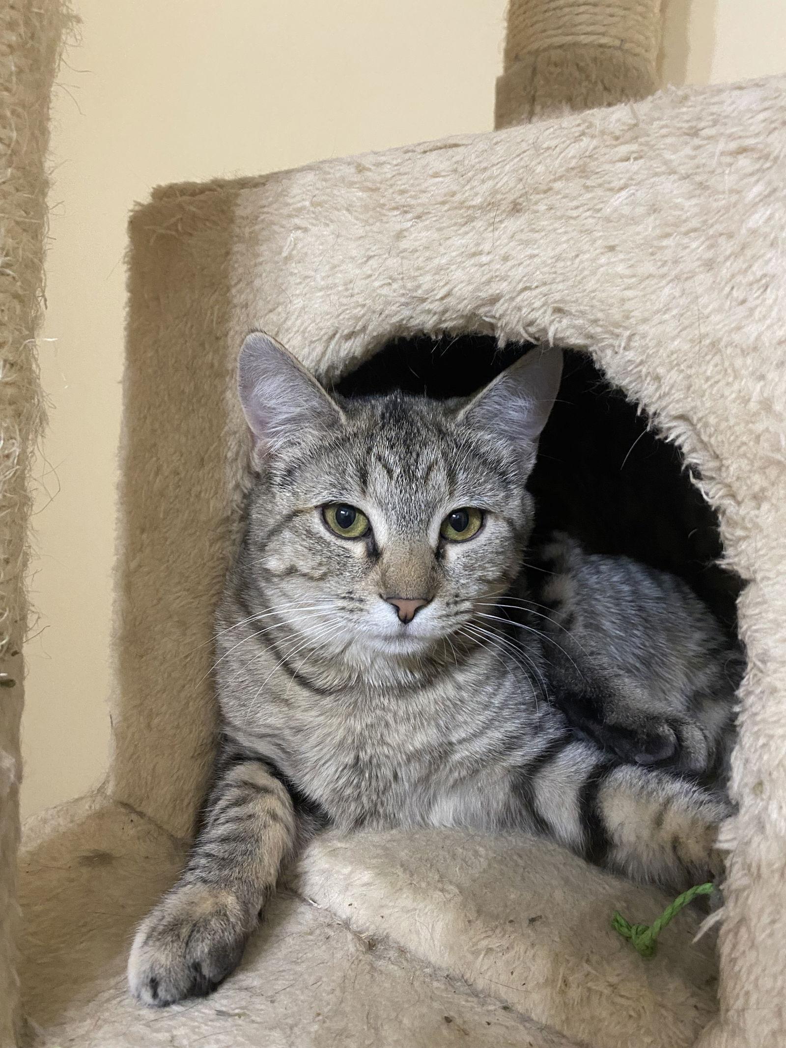 Felicity, a Adoptable Domestic Short Hair in Winchendon, MA image 2/2