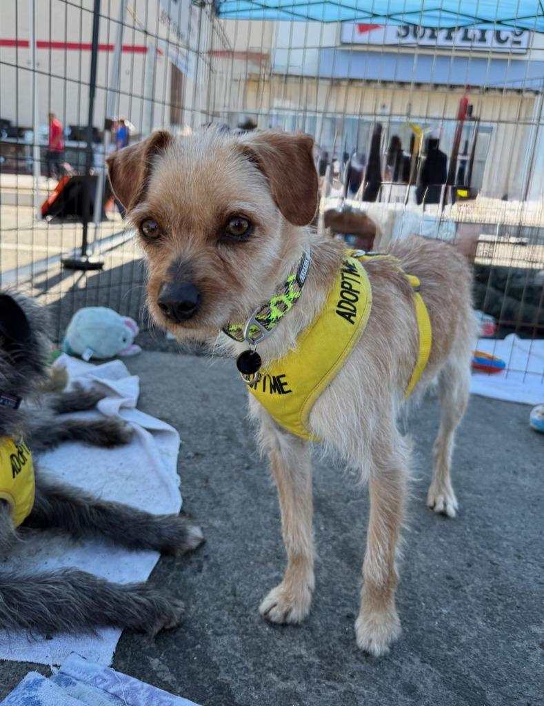 Silas, Adoptable, Young Male Terrier.