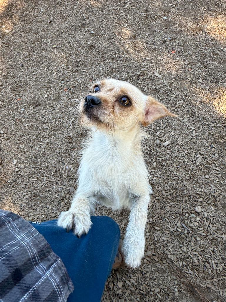 Enlarge Silas, a Adoptable Terrier in Lemoore, CA image 2/3