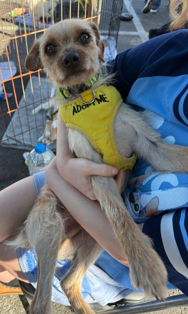 Enlarge Silas, a Adoptable Terrier in Lemoore, CA image 3/3