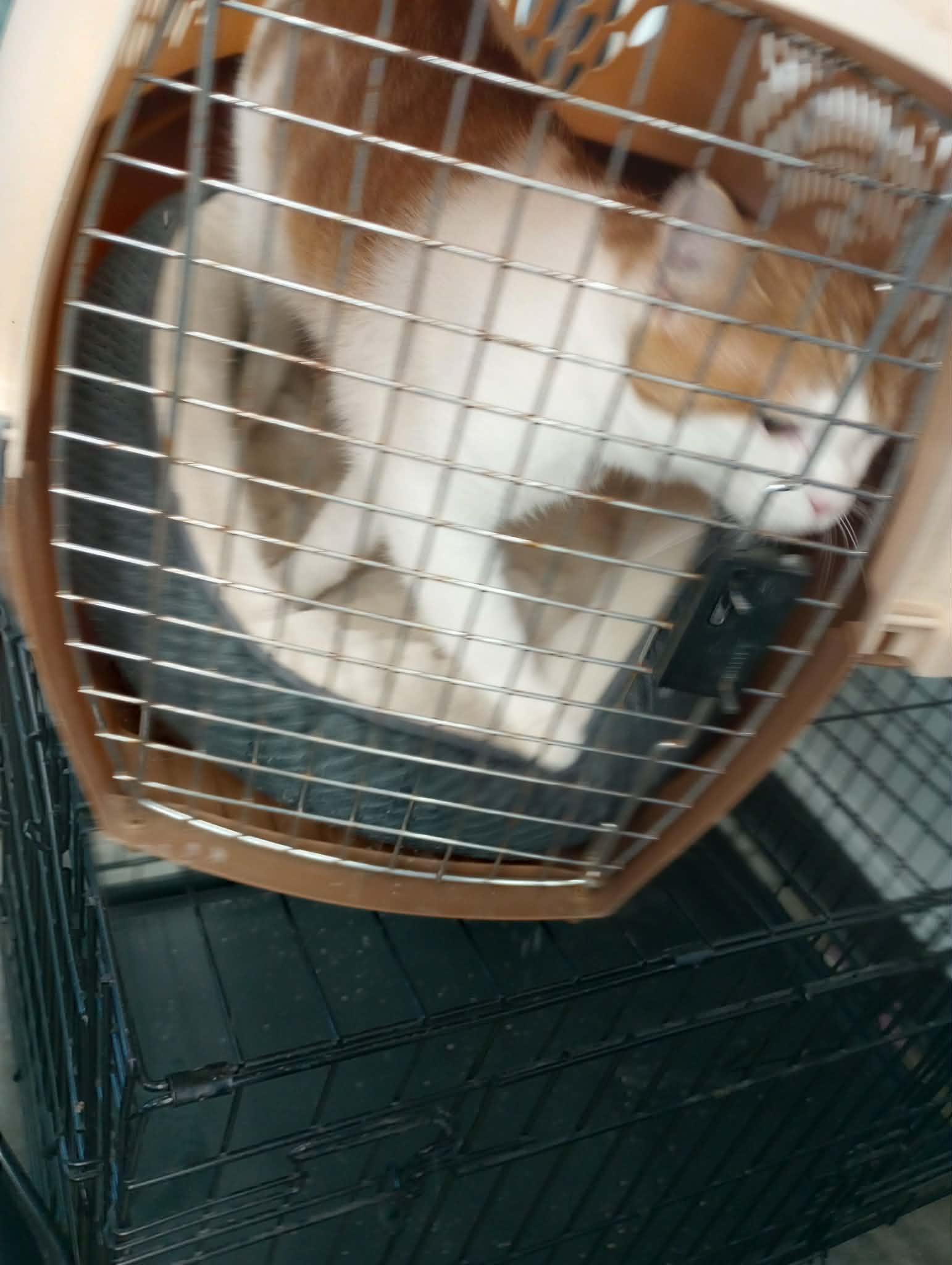 Murphy, Adoptable, Adult Male Domestic Short Hair.