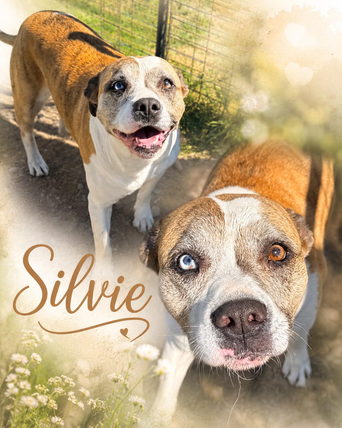 Enlarge Sylvie, a Adoptable mixed breed in Zimmerman, MN image 3/3
