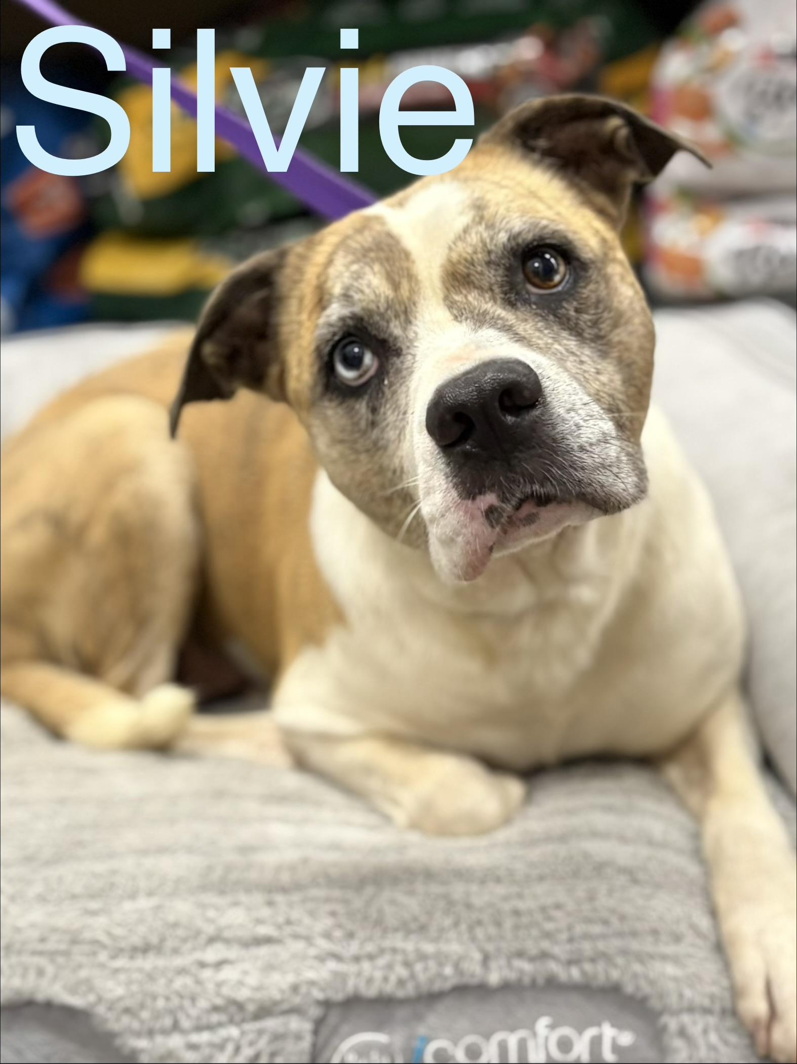 Enlarge Sylvie, a Adoptable mixed breed in Zimmerman, MN image 2/3