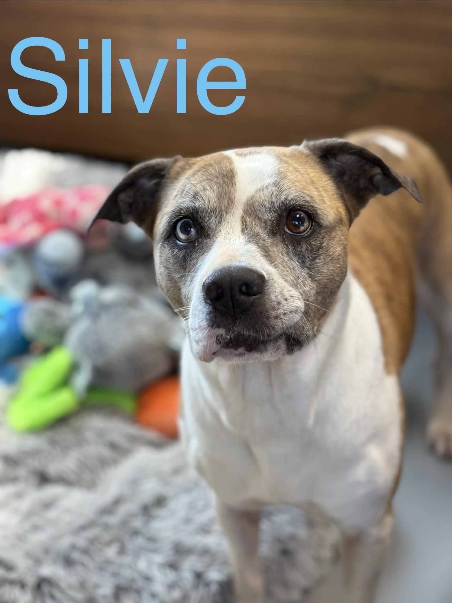 Sylvie, Adoptable, Adult Female Bulldog.