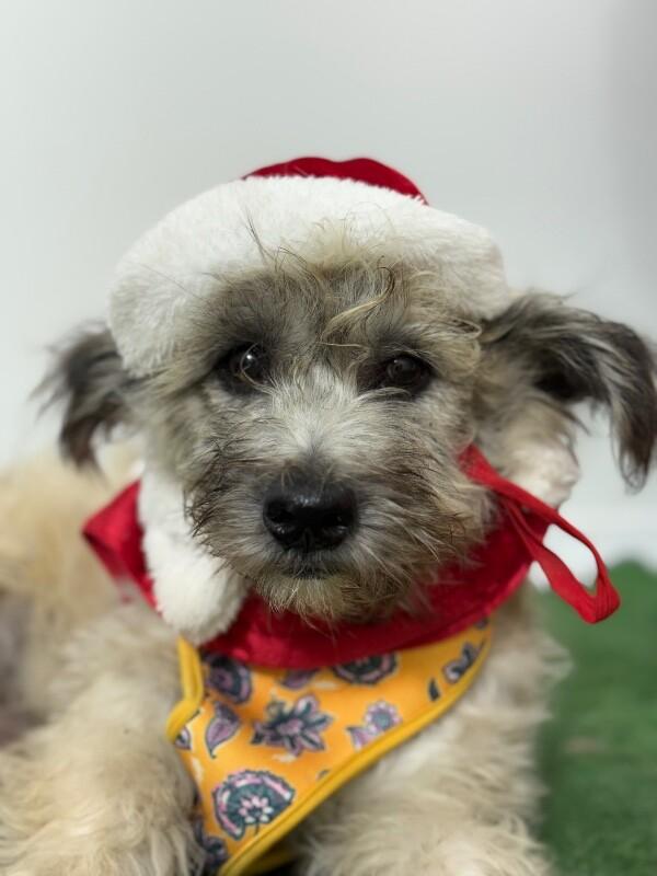 Melon, an adoptable Schnoodle, Havanese in Pasadena, CA, 91101 | Photo Image 1