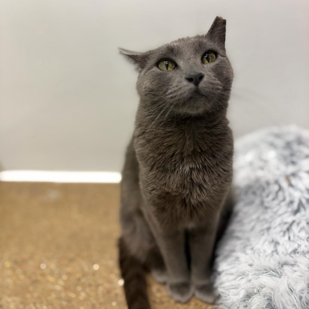 Unni, Adoptable, Young Female Domestic Short Hair.
