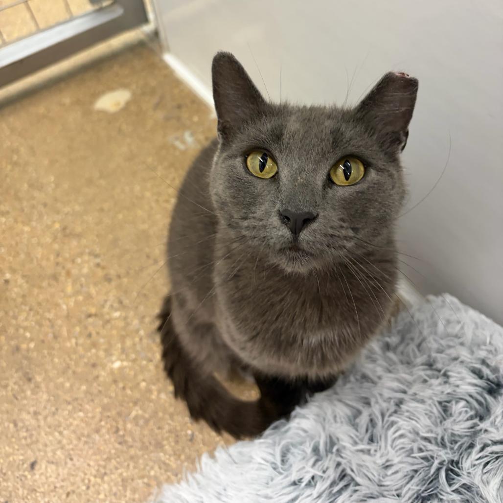 Unni, a Adoptable Domestic Short Hair in Skokie, IL image 2/6
