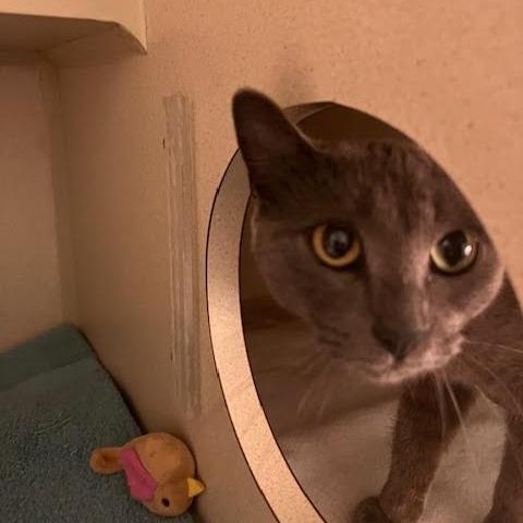 Unni, a Adoptable Domestic Short Hair in Skokie, IL image 3/6